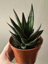 Haworthia succulent plant