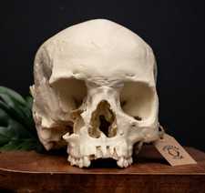 Human Skull Replica Life Size