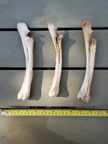 Fallow deer bones - deer, (leg