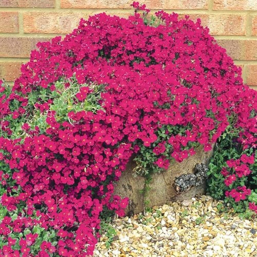 Aubrieta royal red - 6,