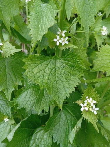 Garlic mustard jack the - garlic, in