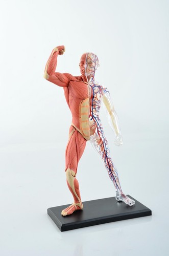 Human muscle and skeleton - muscle,