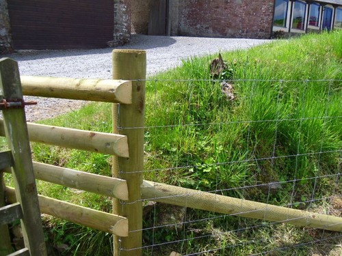 Stock fencing sheep - stock,