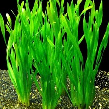 Vallisneria asiatica Tropical