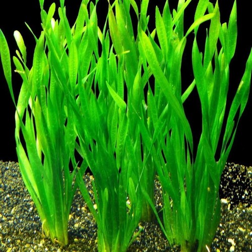Vallisneria asiatica tropical - asiatica,