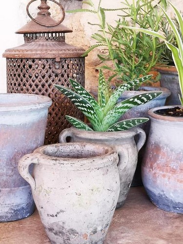 Terracotta plant pot - plant,