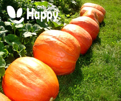 Vegetable pumpkin golias 10 - vegetable,