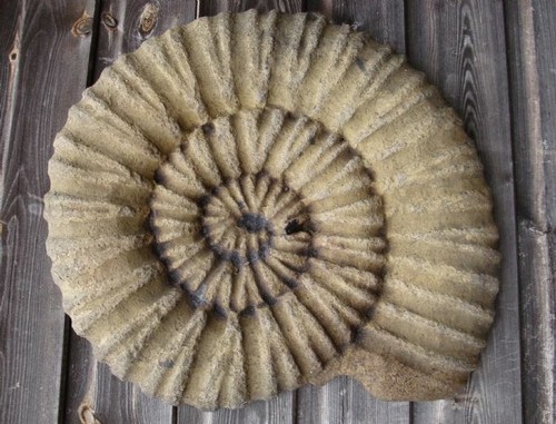 Large ammonite fossil stone - ammonite,