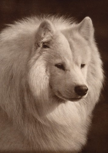 Samoyed dog greeting - samoyed,