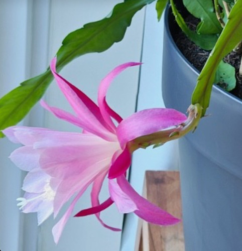 Epiphyllum orchid queen the - orchid, of