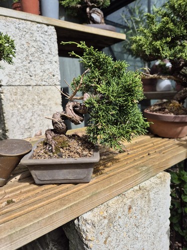 Itoigawa juniper mame bonsai - itoigawa,