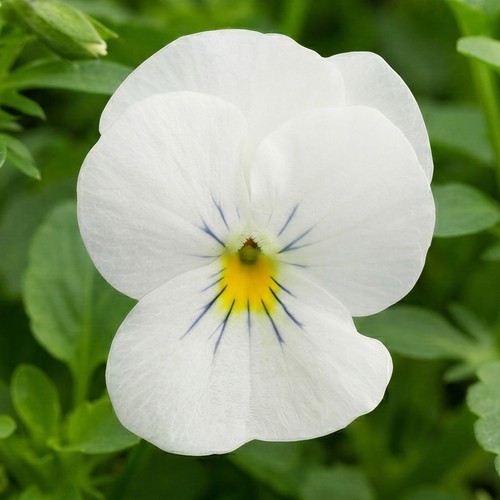 Winter flowering viola rocky - flowering,