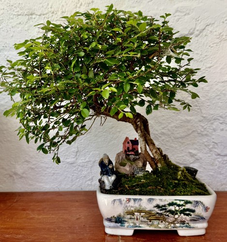 Bonsai shohin tree - bonsai,