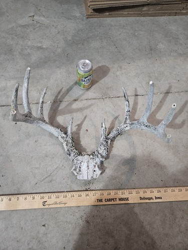 Wild point whitetail deer - 10,