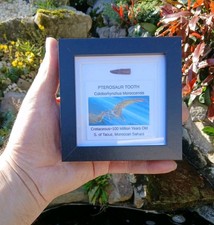 Fossil Pterosaur Tooth Pterodactyl Dinosaur Fossil 100% Genuine, 20mm