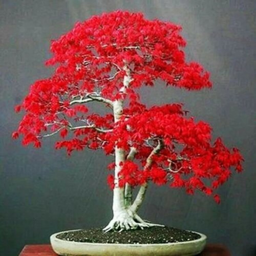 Bonsai red japanese maple - bonsai, acer