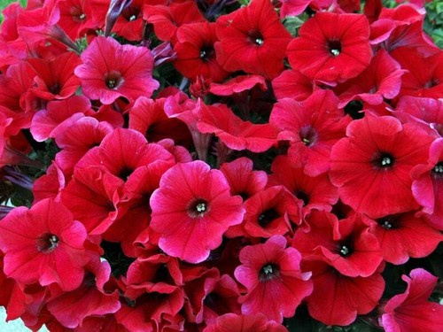 Bright red petunia seeds - red,