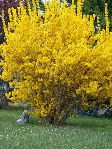 Forsythia spectabilis