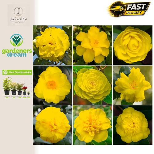 Vibrant yellow camellia shrub - vibrant,
