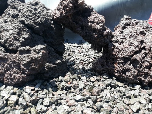 Lot aquarium fish - , rocks