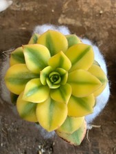 Aeonium Florescens - Rooted