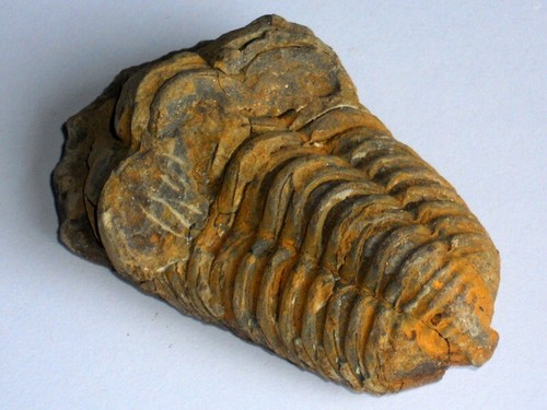 Diacalymene trilobite fossil - diacalymene,