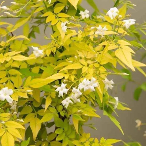 Jasmine fiona sunrise - sunrise,