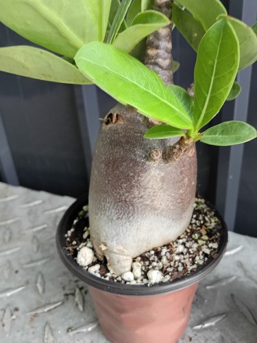 Adenium black skin these are - black,