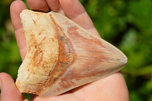 Beautiful megalodon - beautiful,
