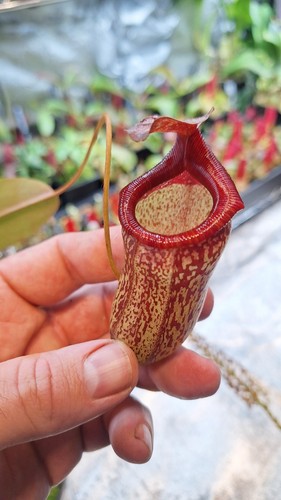 Nepenthes ventricosa red x - nepenthes, (e)