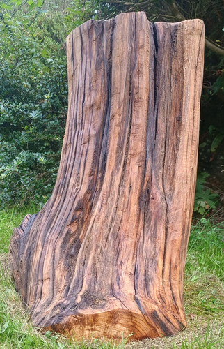 Very large stump - , table