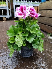 3 X Purple Pelargonium Plant |