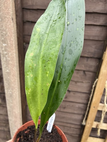 Aspidistra xitou starlet - aspidistra,