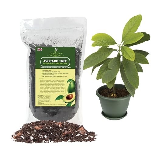 Natural liter money tree - natural,