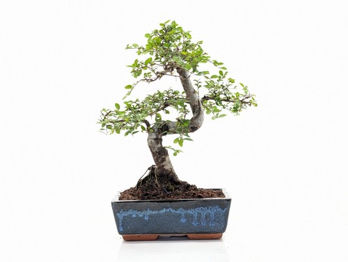 Chinese elm bonsai and care - bonsai,