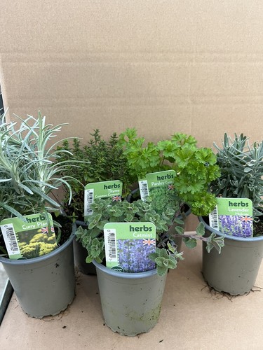 9cm mixed herbs plants - 9cm, ||