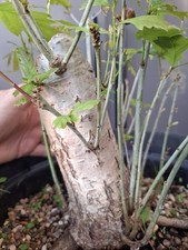Chunky oak bonsai tree - chunky,
