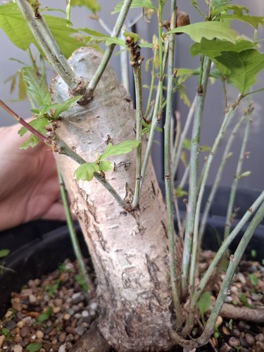 Chunky oak bonsai tree - oak,