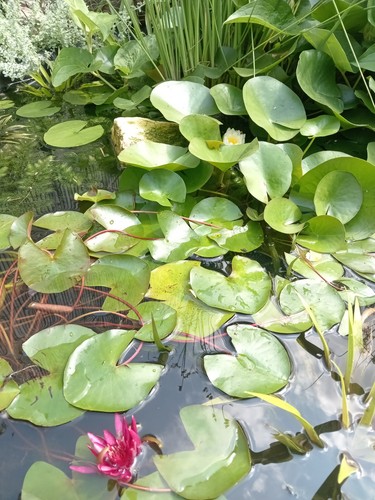 Water lily pond - pond, plants