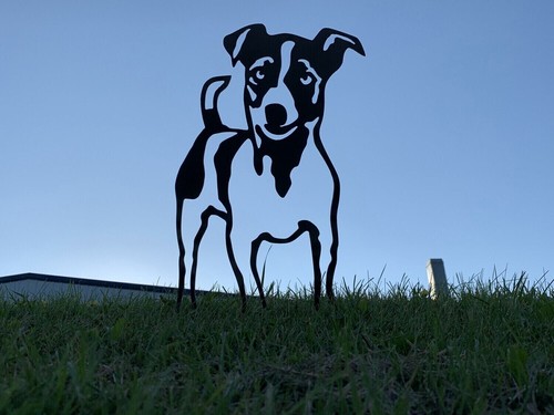 Jack russell terrier with - jack,