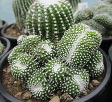 NOTOCACTUS SCOPA  'ENERMIS' -