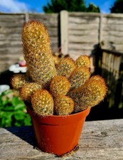 CLEARANCE - Mammillaria Elongata Copper | The Ladyfinger Cactus succulent plant 