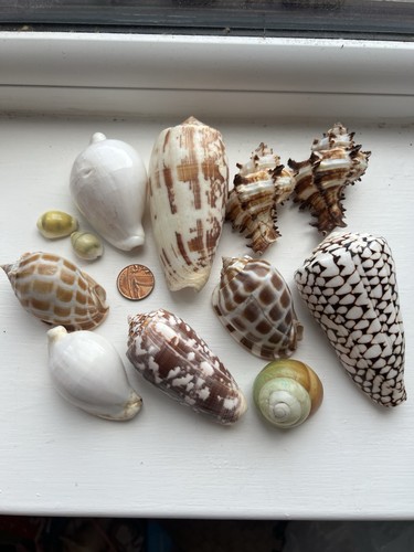Set seashells - of,