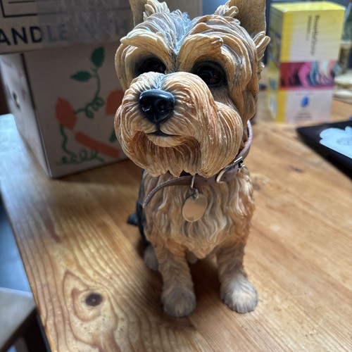 Large yorkshire terrier - large,