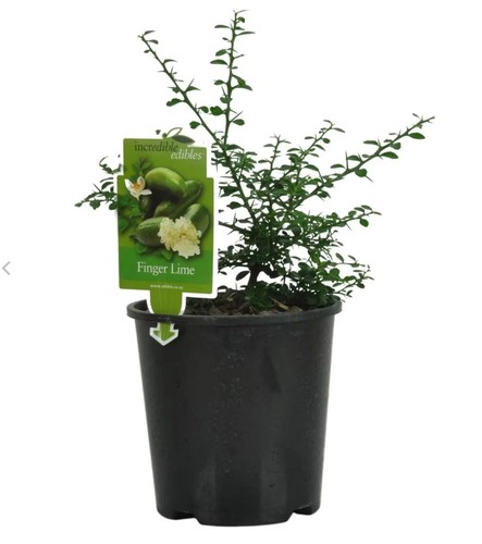 Citrus australasica finger - citrus,