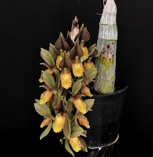 Rare catasetum schunkei orchid - schunkei,