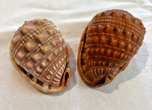Cypaecassis rufa bullmouth - rufa,
