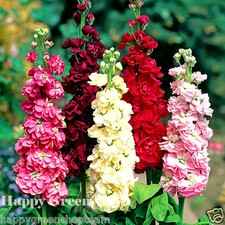 COLUMN STOCK - Mammouth