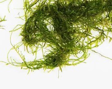 Java Moss 20g (Vesicularia