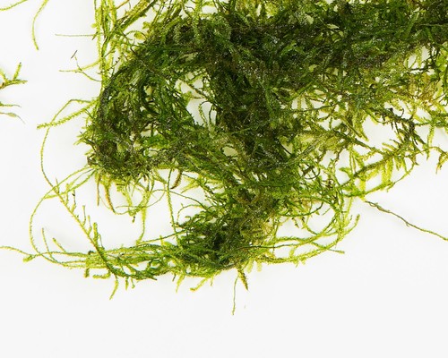 Java moss 20g - java,